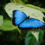 butterfly transformation symbol