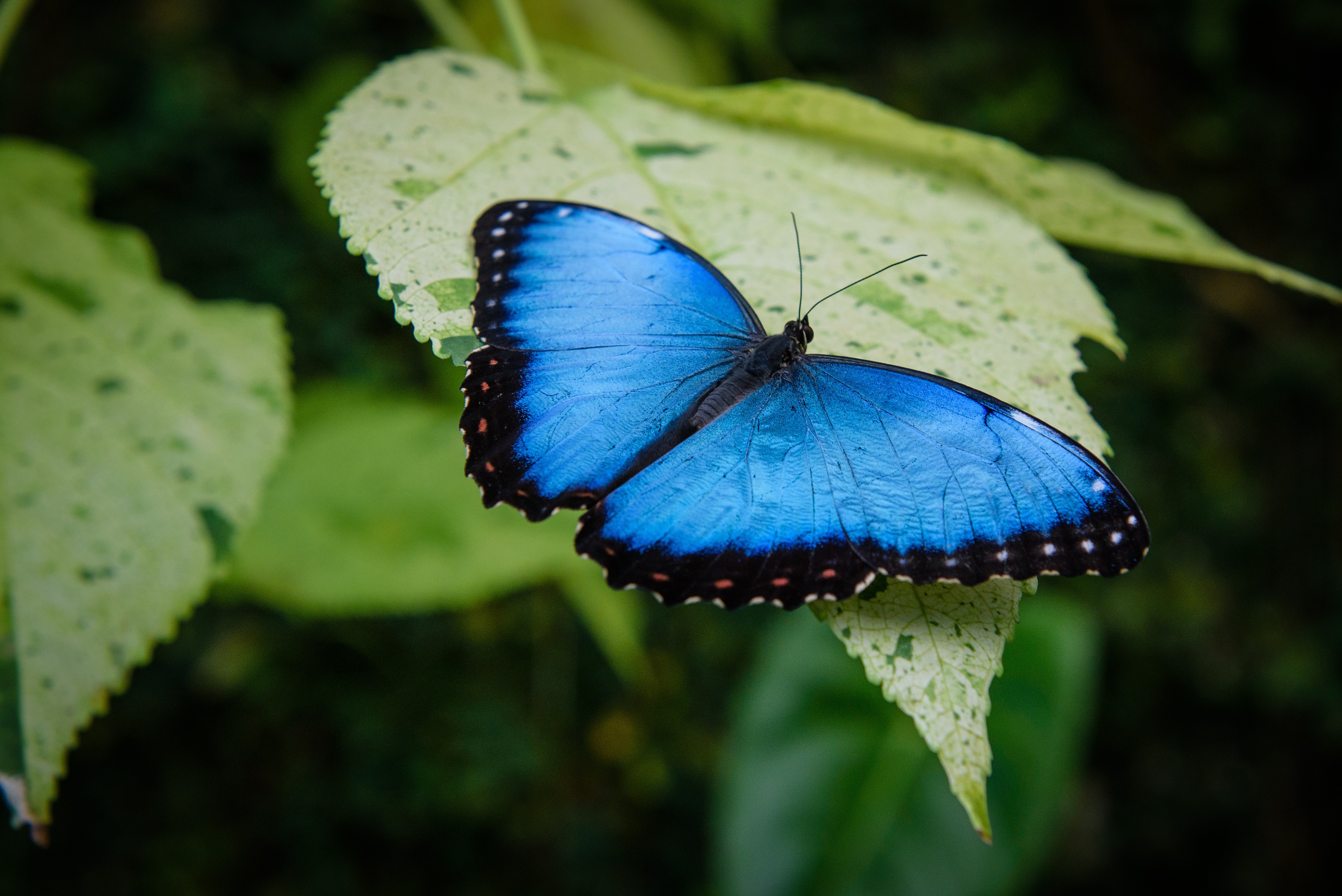butterfly transformation symbol