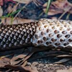 Snake shedding its skin as a symbol of growth, self-awareness, and letting go of protective patterns.