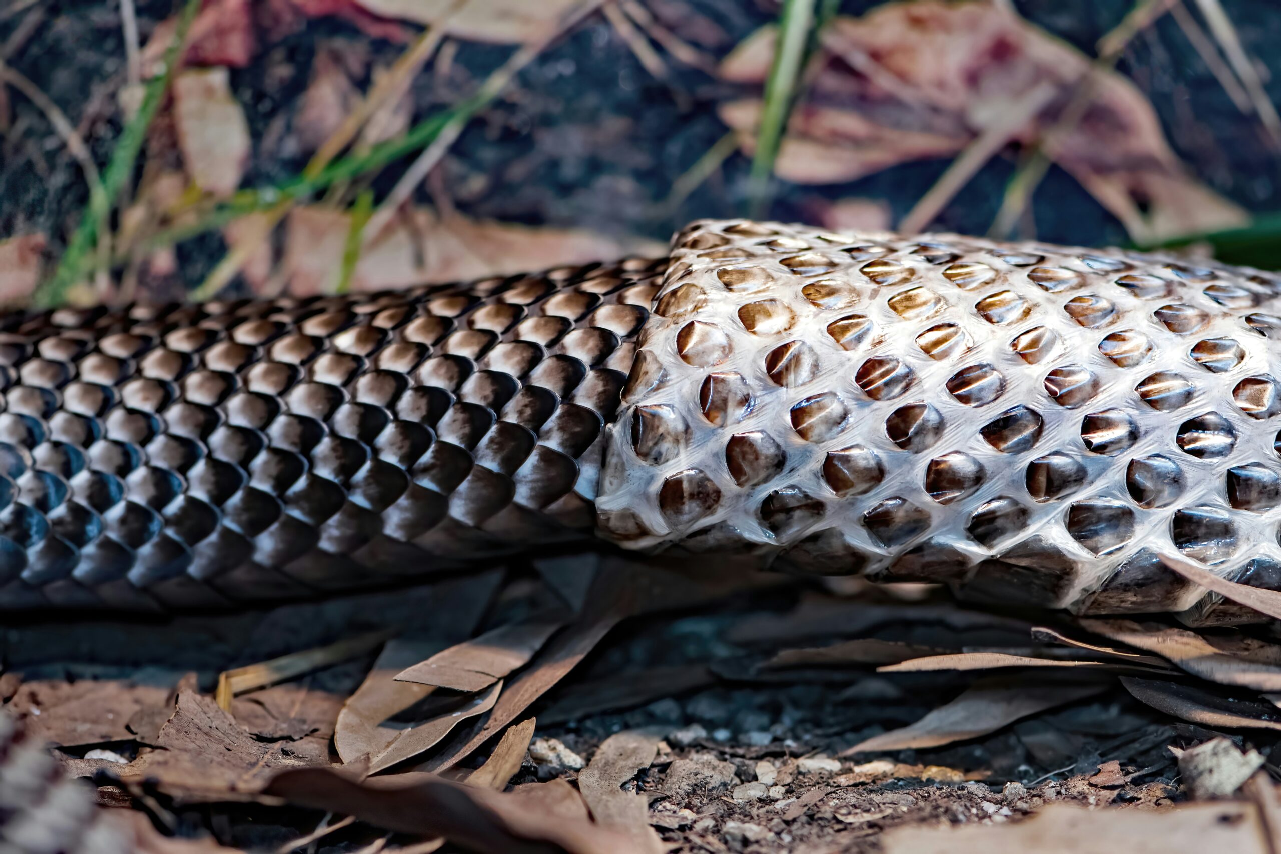 Snake shedding its skin as a symbol of growth, self-awareness, and letting go of protective patterns.