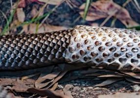 Snake shedding its skin as a symbol of growth, self-awareness, and letting go of protective patterns.